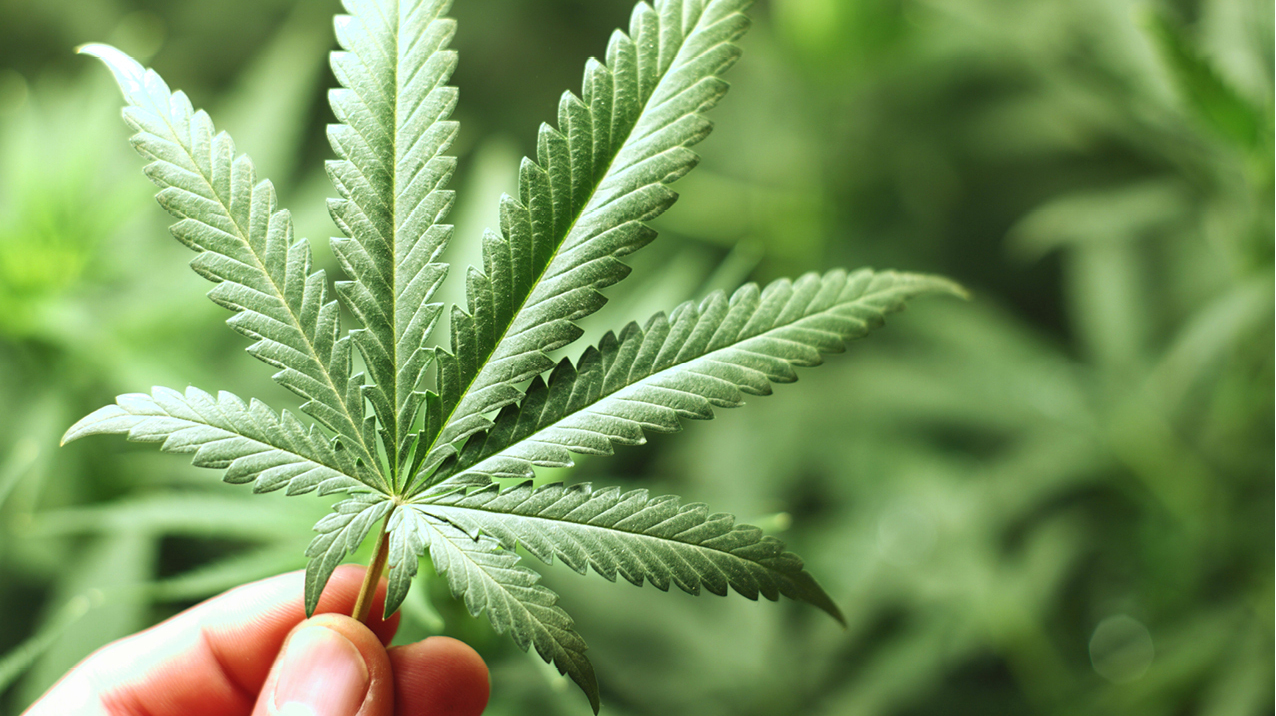 Eine Hand hält eine Cannabis-Pflanze vor mehreren Cannabis-Pflanzen.